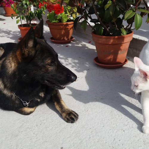 imgi_6_la-reeducation-canine