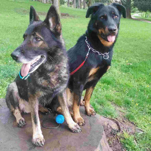 imgi_7_balades-des-chiens